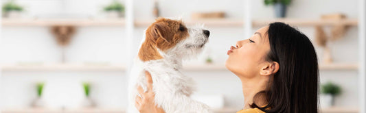 Glucosamine for Dogs: All you need to know